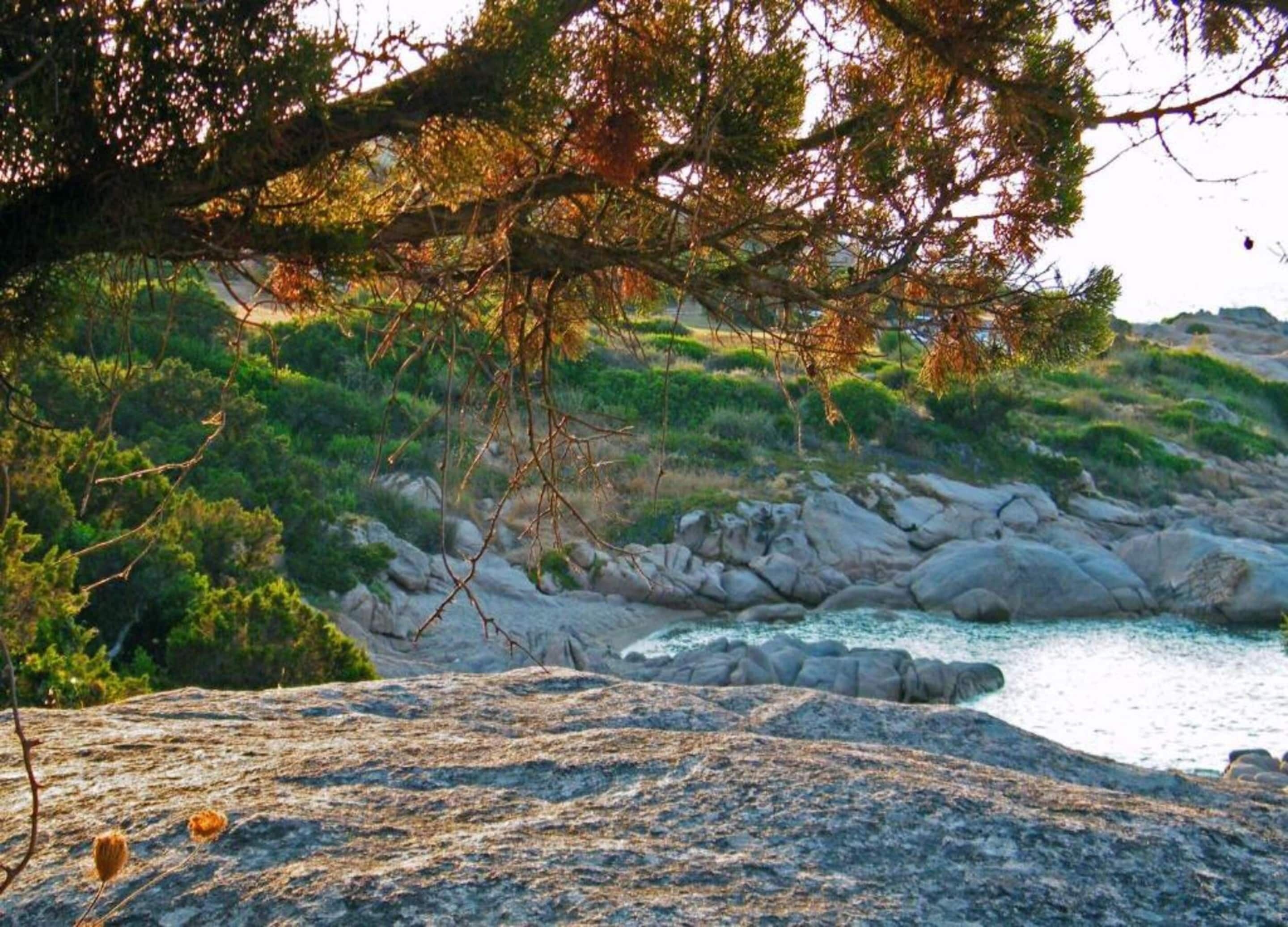 A rocky shoreline with a body of water, surrounded by greenery and trees.
