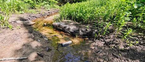 A natural outdoor setting with a small stream, rocks, and lush greenery.