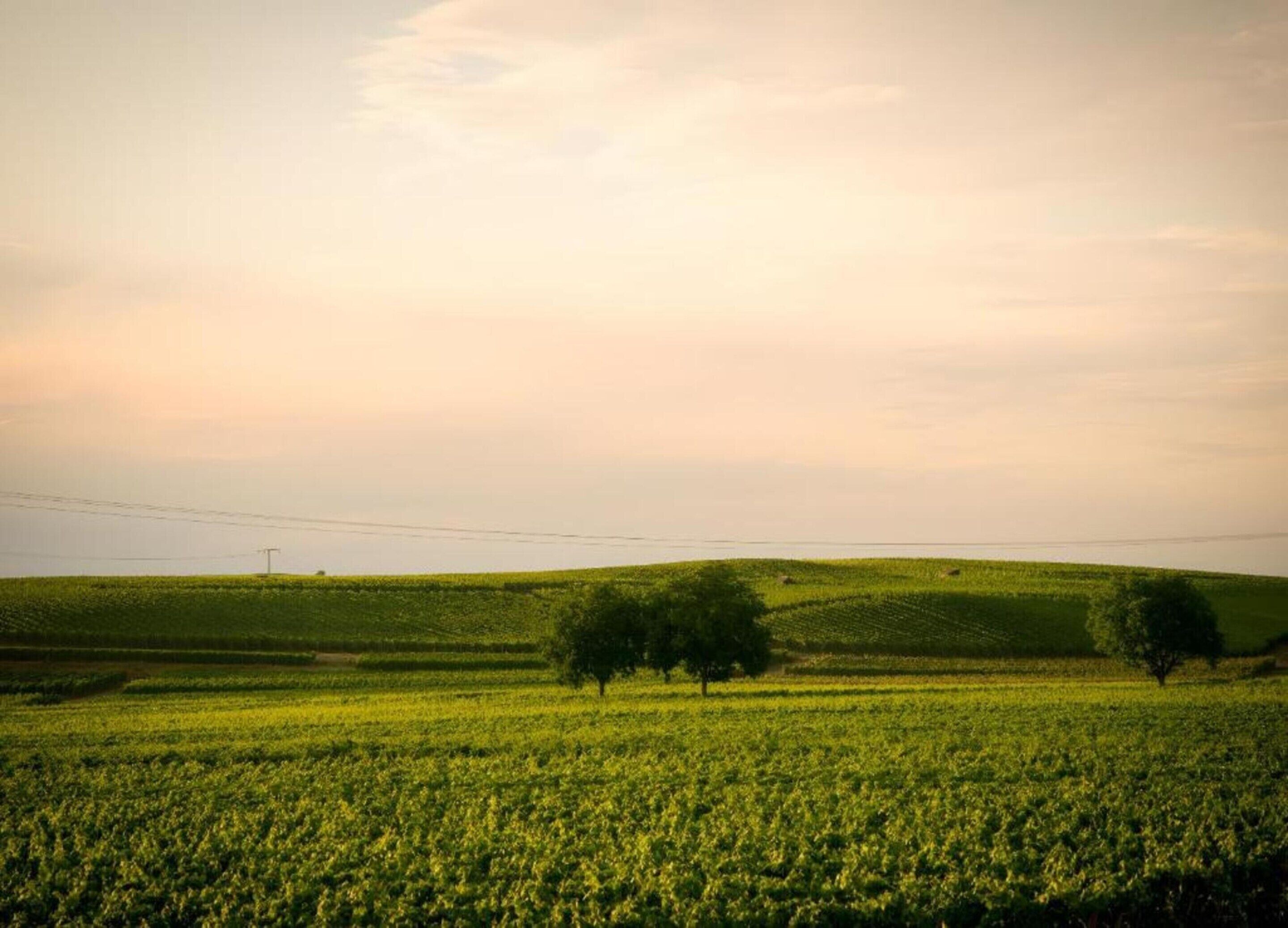 Un champ où l’on aperçoit des rangées de cultures et quelques arbres au loin.