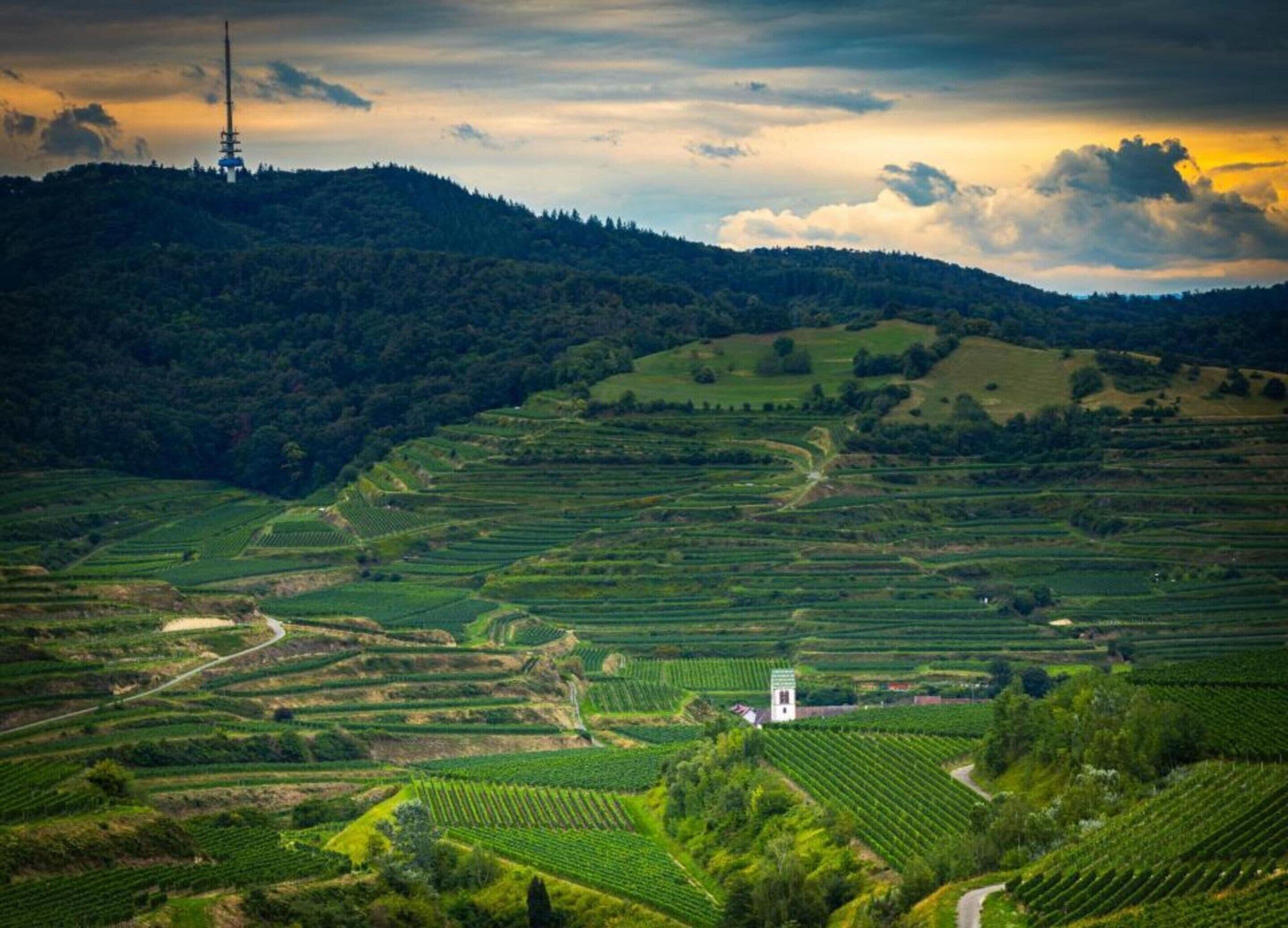 Terraced vineyards with a small building in the foreground.