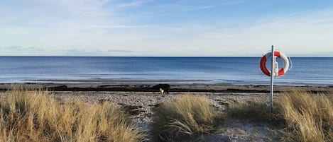 A beach with a lifebuoy sign, a dog, and tall grass.