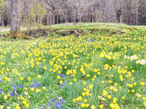 Stroll through a serene garden filled with a variety of flowers and trees.