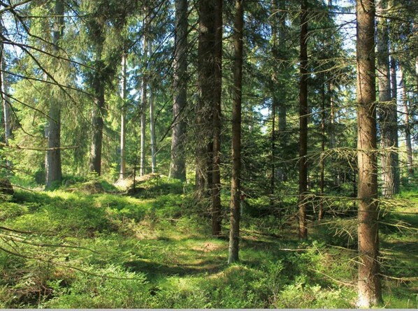 A dense forest with tall trees and a clear path. - Tiny House in Kleinschoenau in the Waldviertel (Vitis)