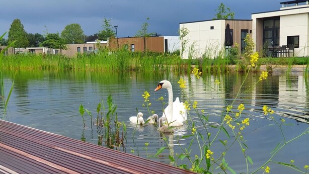 Ein Schwan schwimmt in einem Teich, im Vordergrund eine Holzterrasse.