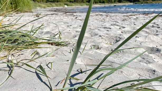 Una playa arenosa con poca vegetación y una masa de agua tranquila al fondo.