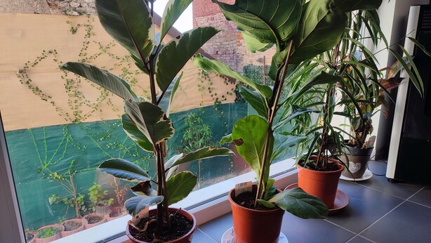 Potted plants on a windowsill with a view of a brick wall and a green fence. - Cottage alsace bossue (Weyer)