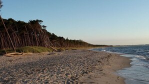 A beach with a sandy shore, a grassy area with trees, and the ocean in the background. - Captain House South Cats 8 (Wieck auf dem Darss)