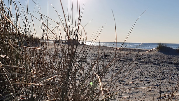 Una playa con pastos altos en primer plano y un cielo despejado.