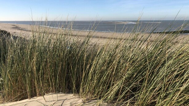 A beach with sand dunes and tall grass in the foreground. - Holiday Apartment Mosselbank 95 (Ouddorp)