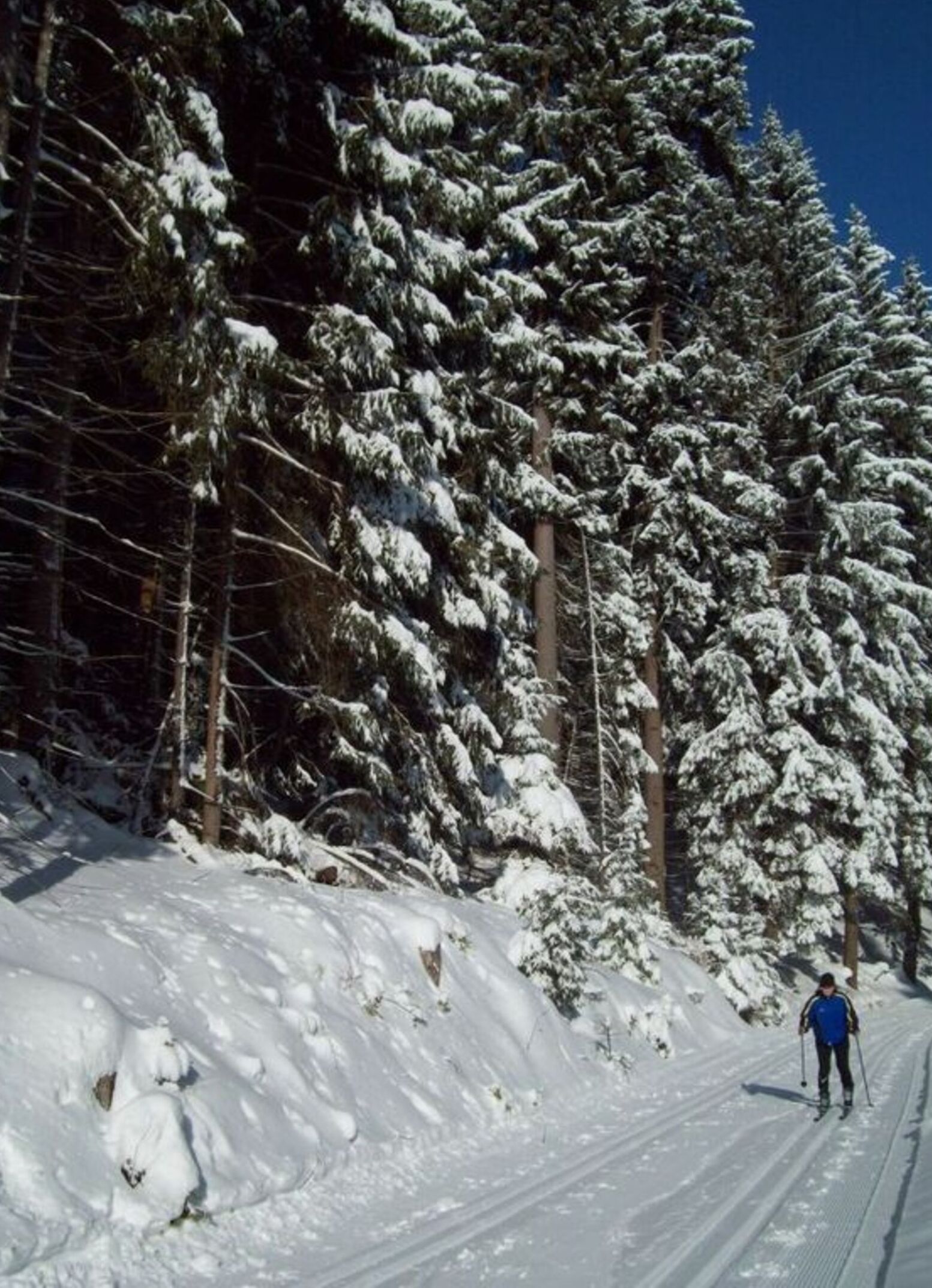 A snowy ski trail with dense evergreen trees on one side and a skier in blue attire.