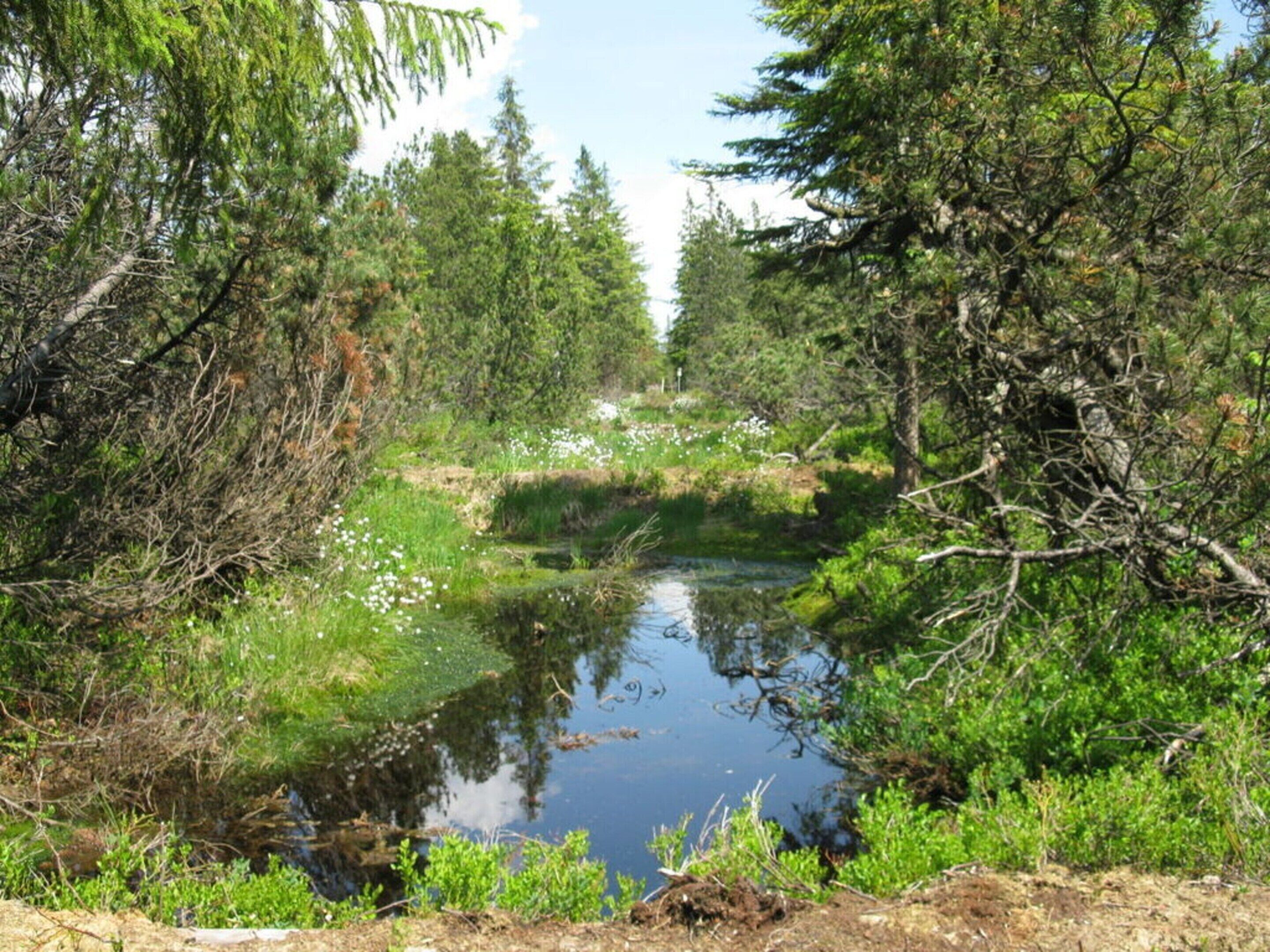 Ett vackert naturlandskap med en liten damm omgiven av tät vegetation och träd.