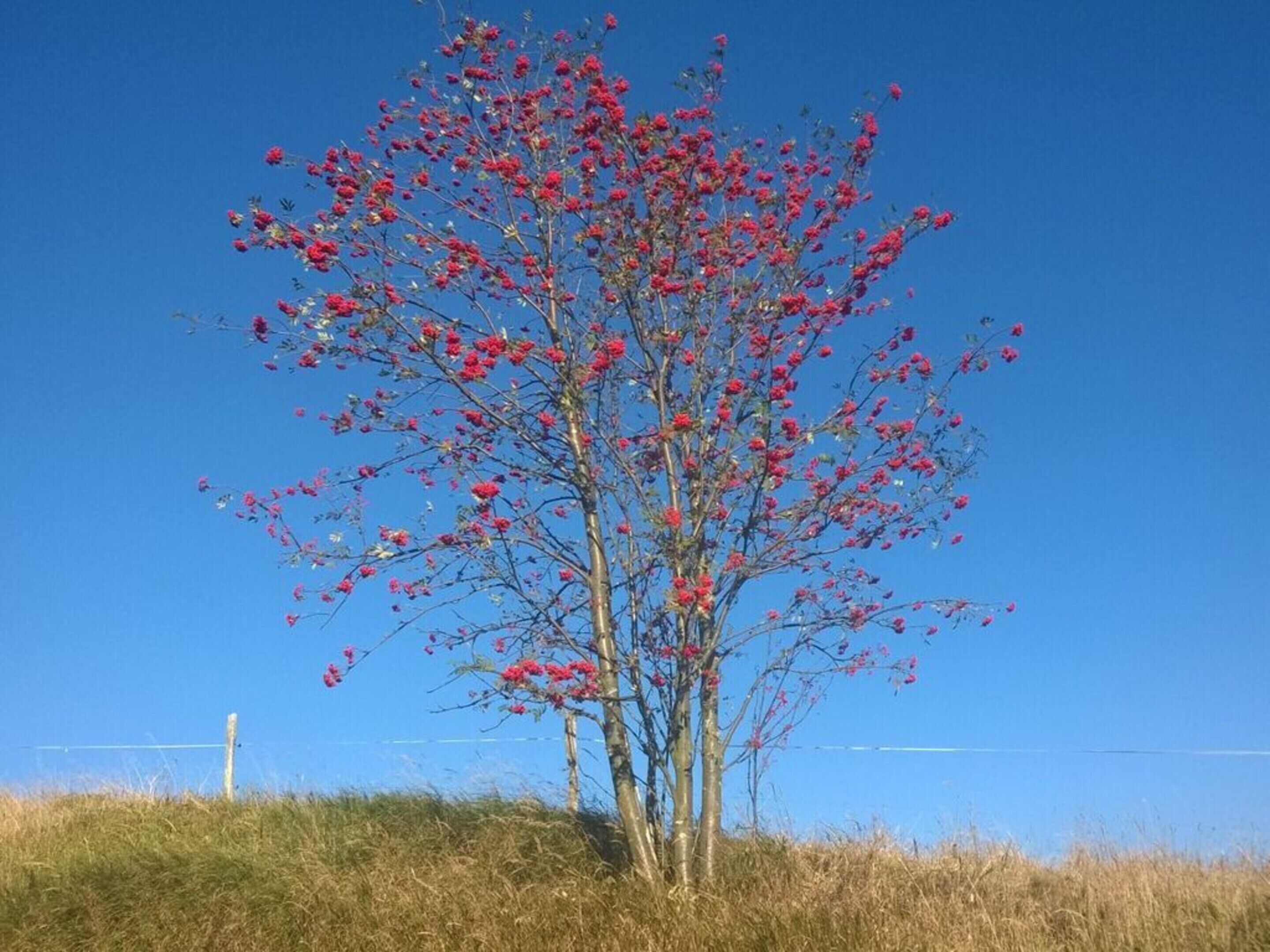 A tree with red flowers against a clear blue sky.