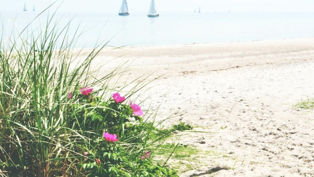 A beach with sand and sparse vegetation. - Holiday Apartment Domstag (Kronsgaard)