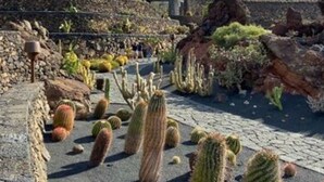 A windmill, a stone wall, and cacti in a garden setting. - Holiday Home in Playa Blanca (Yaiza)