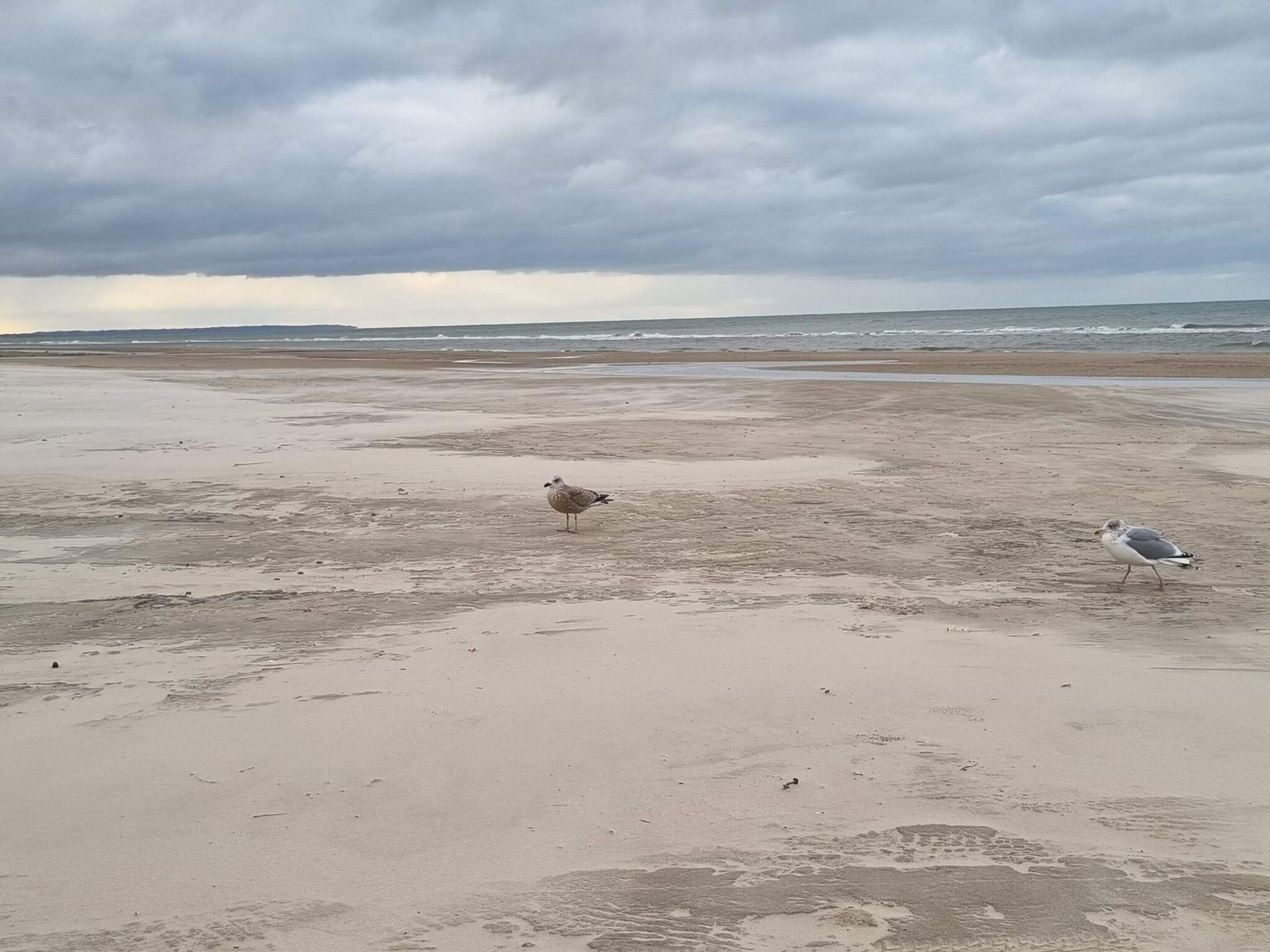 A beach with two seagulls and a cloudy sky.