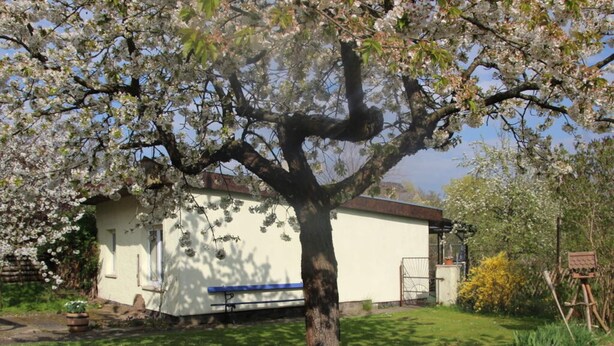 Una casa de fachada blanca, un árbol en primer plano y un jardín con diversas plantas.
