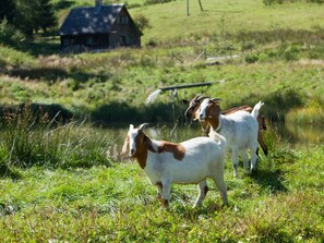Apartment | 2 bedrooms, individually furnished - Holiday Apartment Morning Sun (Hinterzarten)