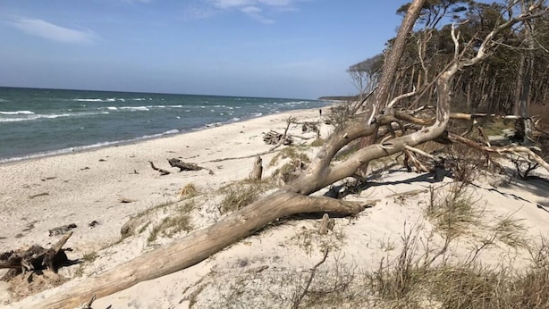 A sandy beach with driftwood and sparse vegetation.