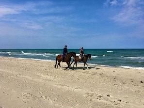 On the beach - Holiday Apartment Dune Dream (Zingst)