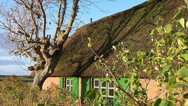 Una casa tradicional con techo de paja y contraventanas verdes, rodeada de abundante vegetación.