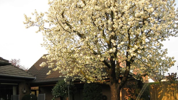 A tree with white blossoms in a well-maintained garden area with a house in the background. - Holiday Home Haus Mewa (Neuenkirchen)