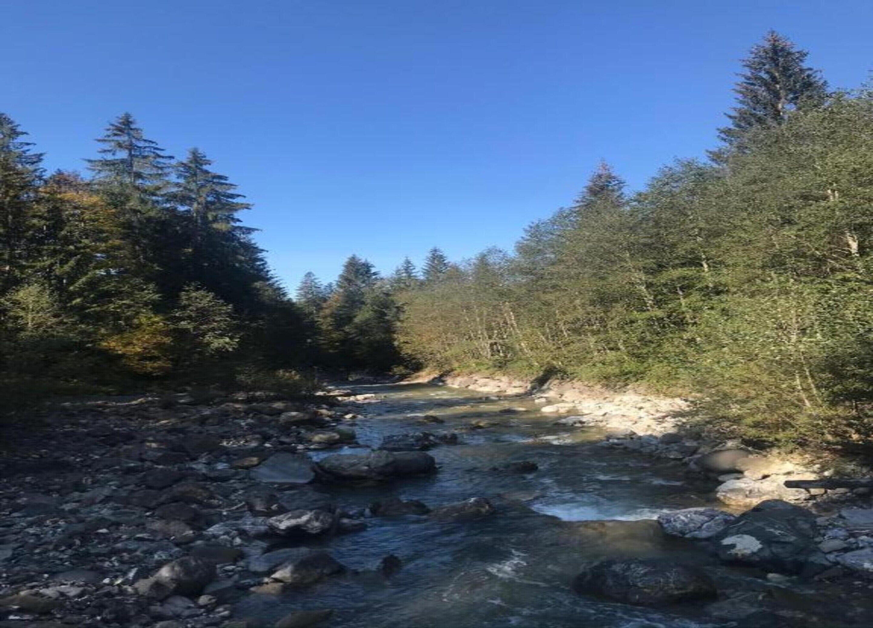 A river flowing through a forested area with rocks and trees.