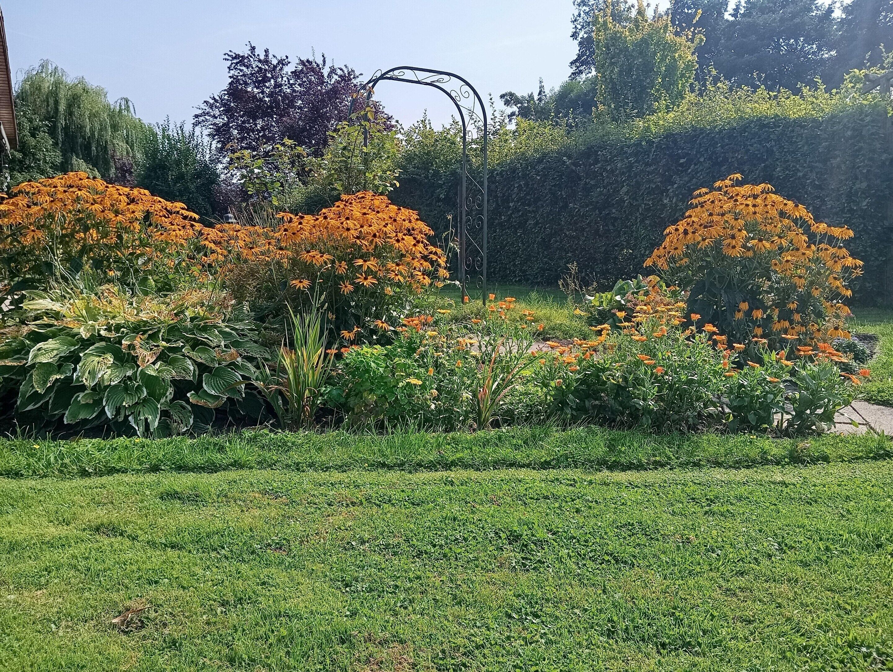 Un jardin où l’on trouve diverses plantes et fleurs, notamment un arbuste aux fleurs jaunes très voyantes et une arche en métal.