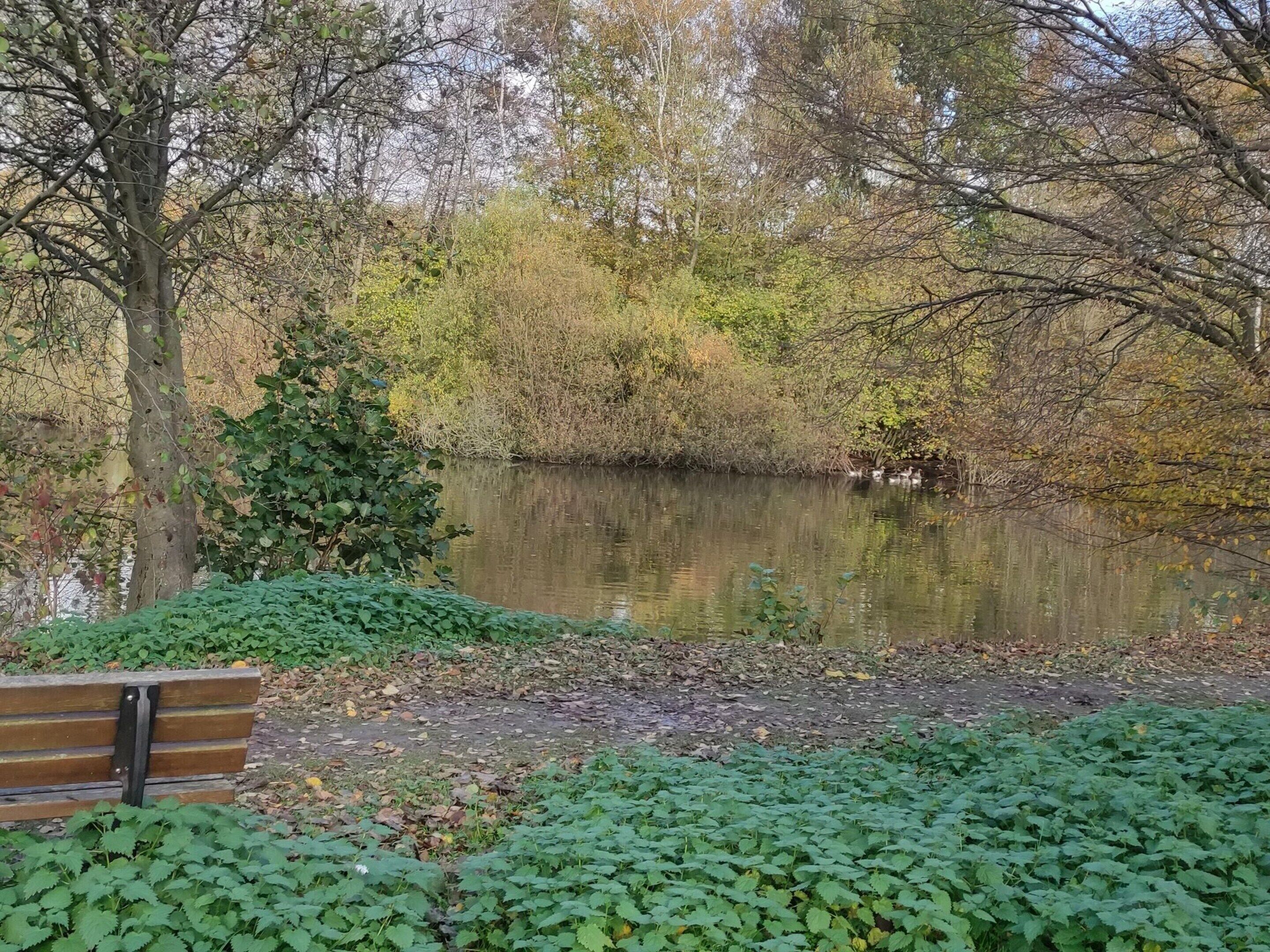 Een bankje bij een vijver, omringd door bomen en groen.