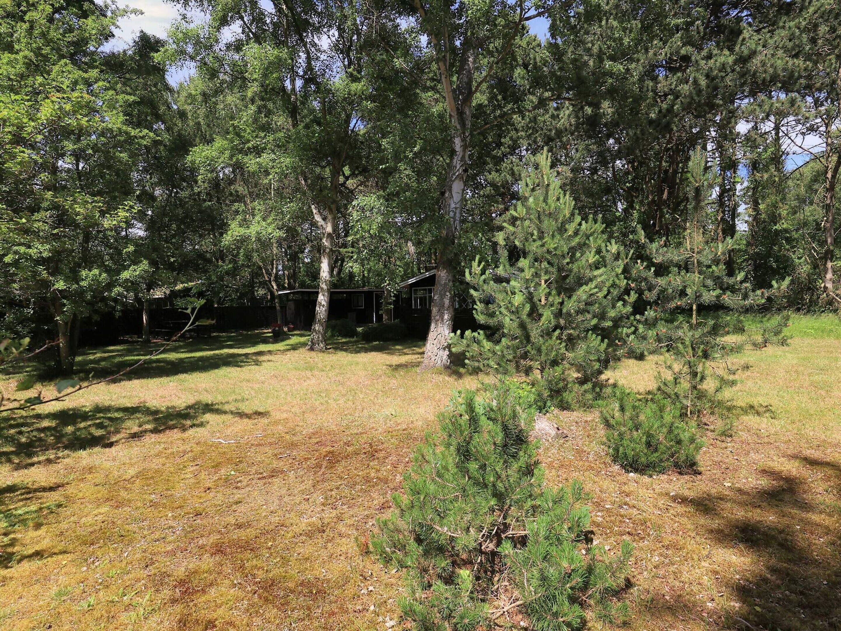 A wooded area with a cabin and a small clearing.