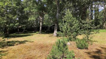 A wooded area with a cabin and a small clearing.