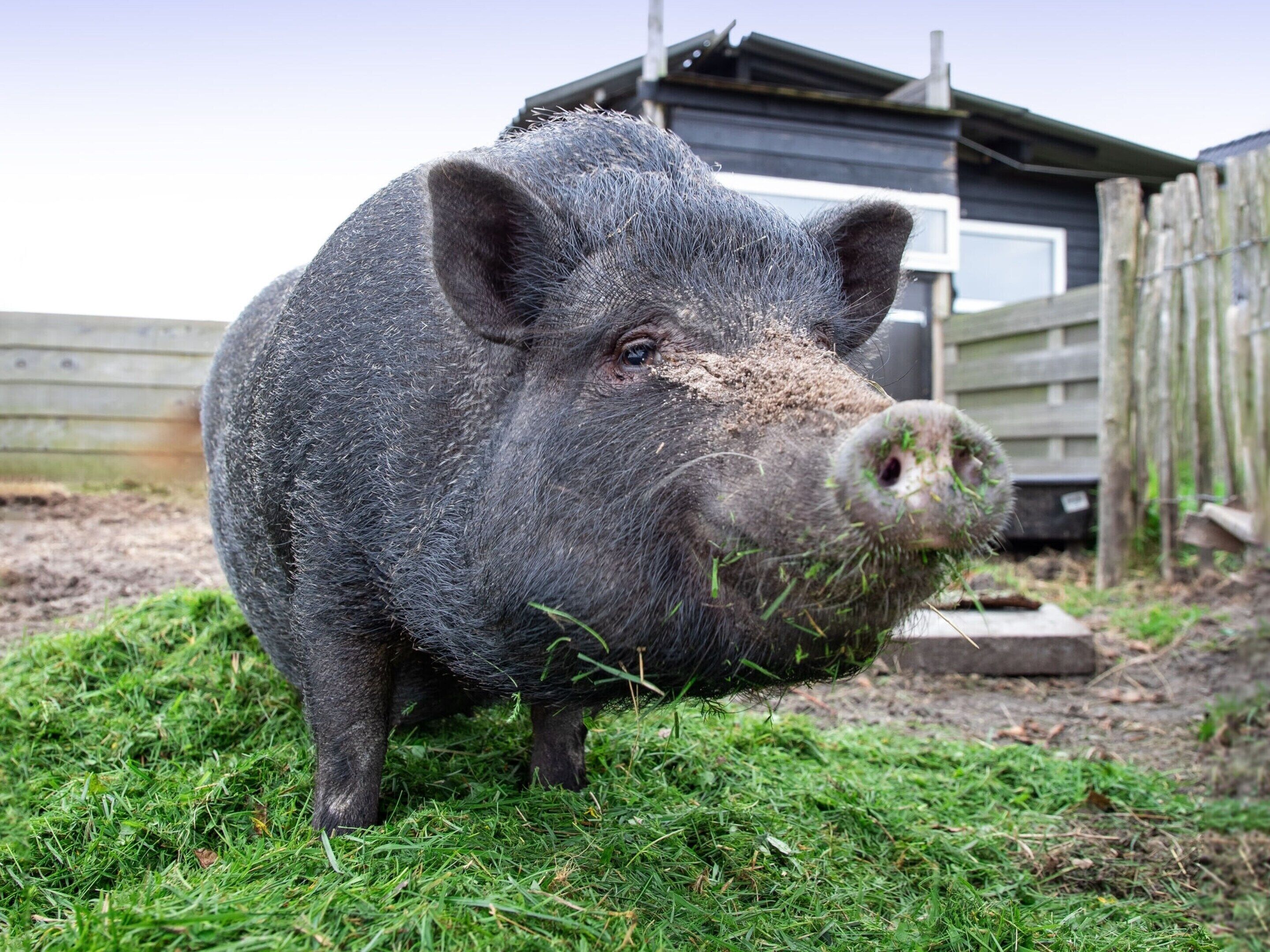Een varken staat op het gras met een houten omheining en een gebouw op de achtergrond.