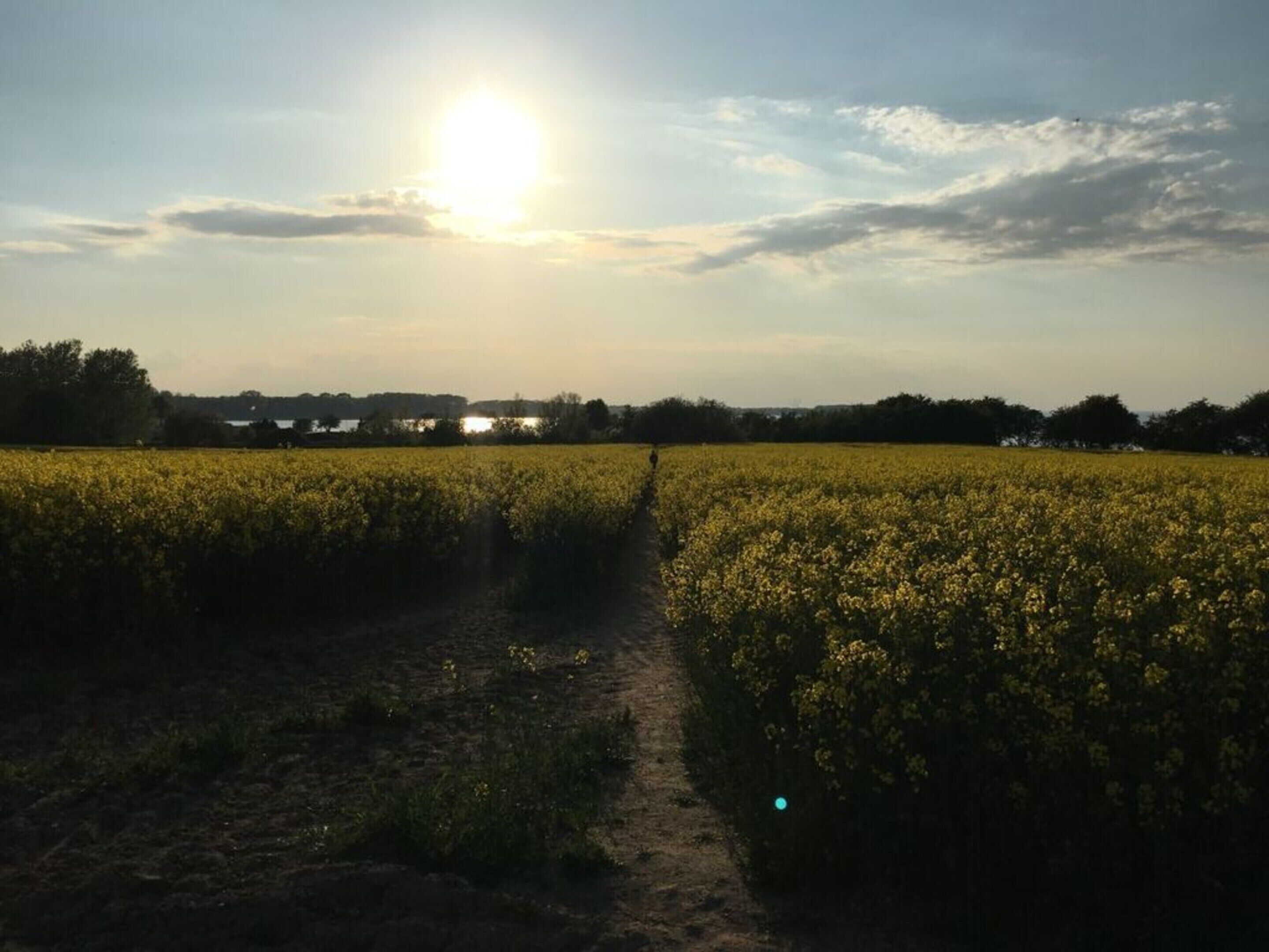 A rural landscape with a field of yellow flowers and a dirt path leading through it.