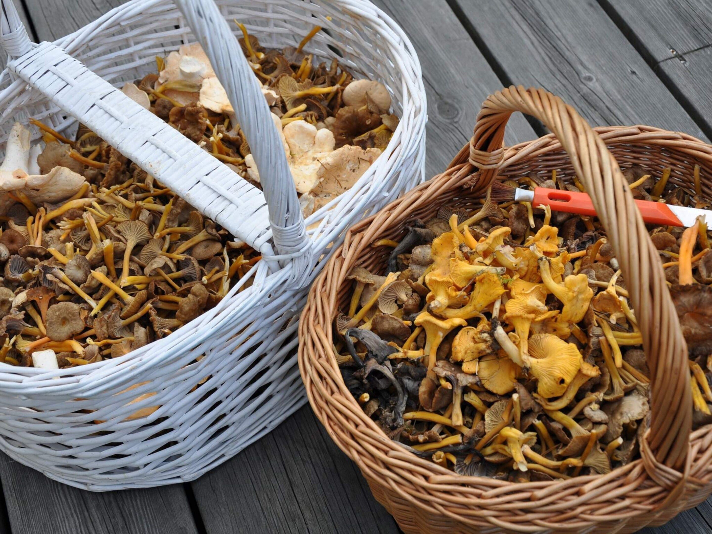 Two wicker baskets filled with various mushrooms on a wooden surface.