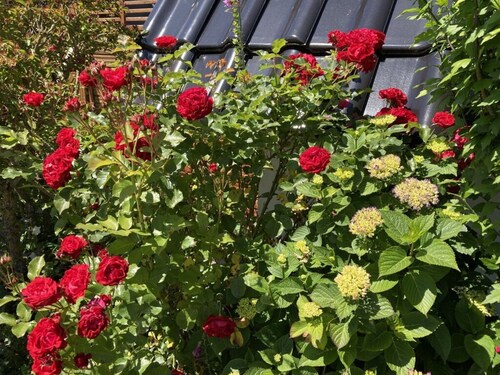 Long Comfortable Holiday Residence