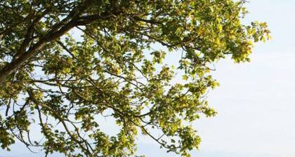 Highest Comfortable Holiday Residence