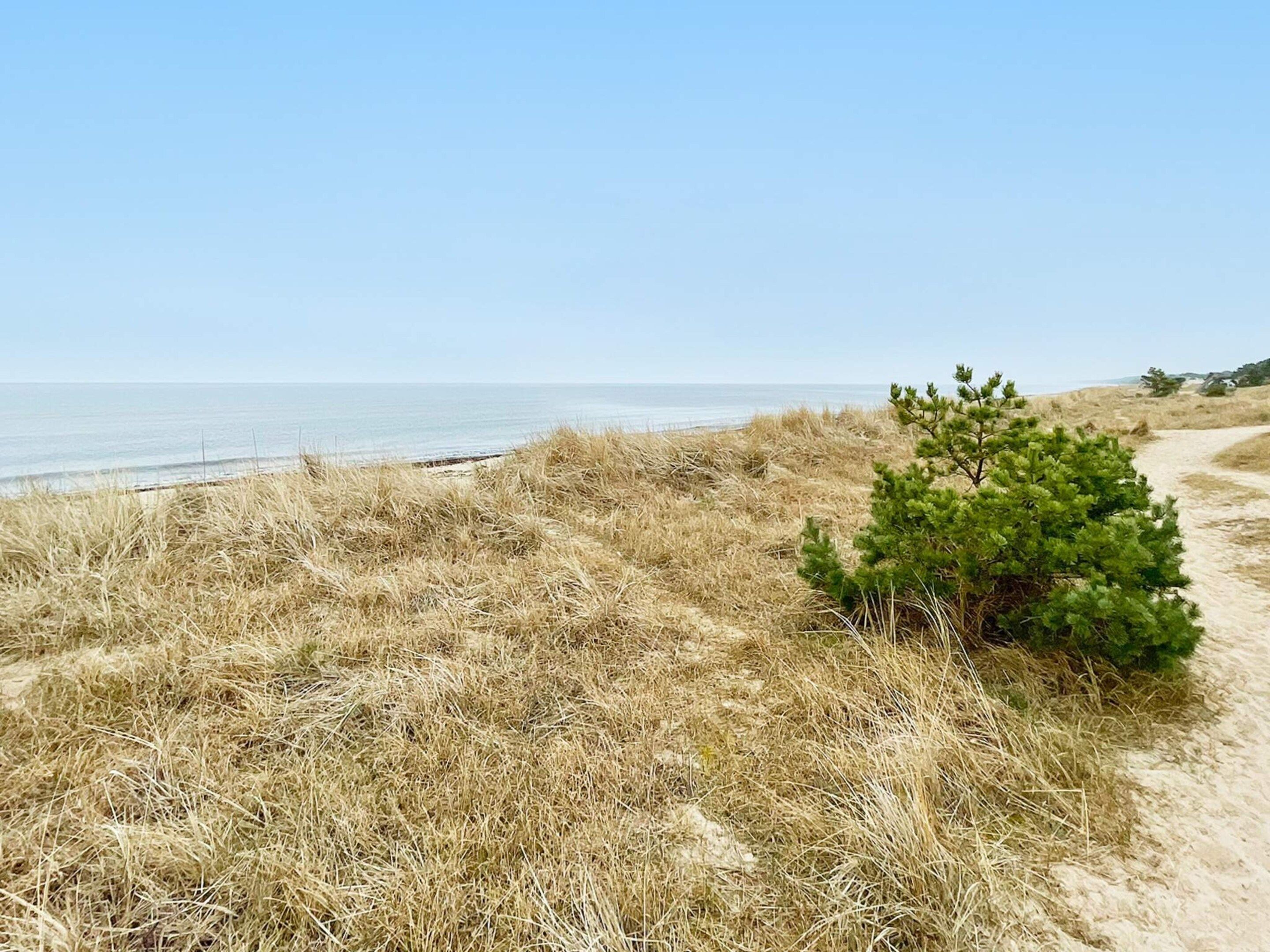 Un paisaje costero con pastizales secos, un pequeño arbusto verde y un camino de arena que conduce al mar.
