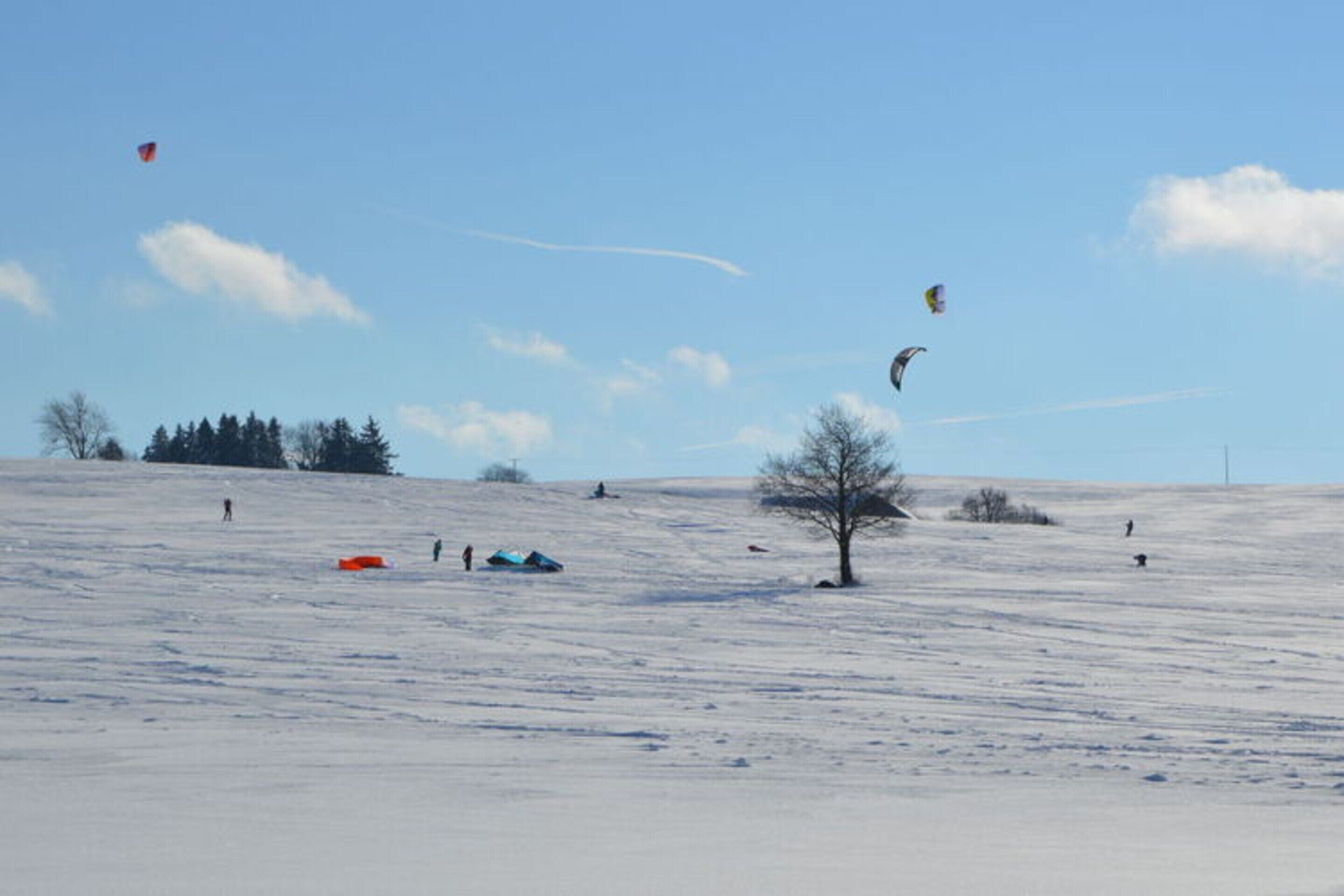 Ett snötäckt fält med några få träd och en klar himmel.
