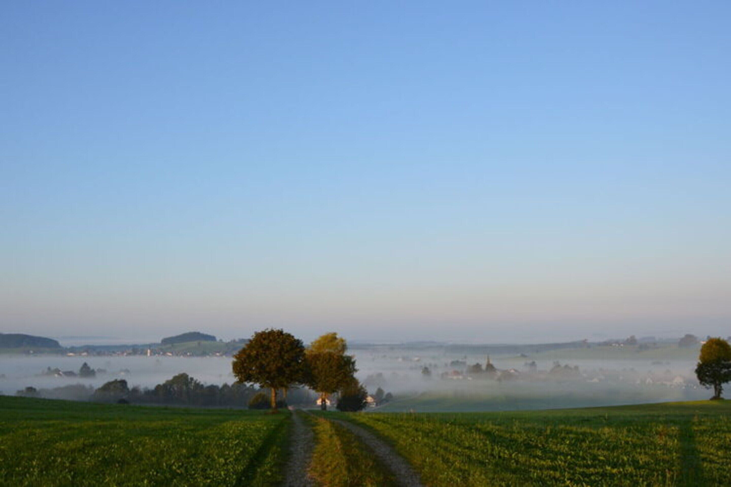 A rural landscape with a clear path leading through green fields, trees, and a distant misty horizon.