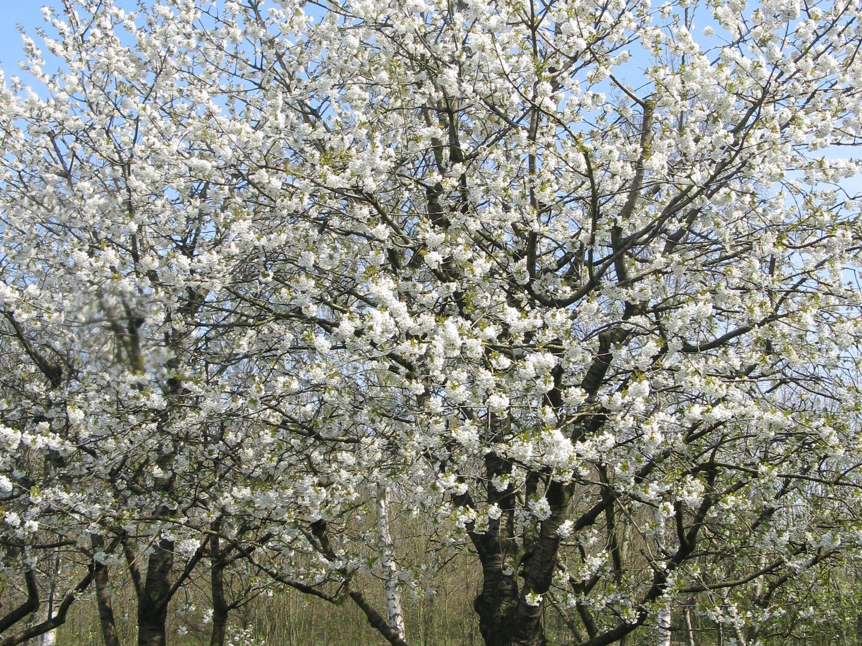 Ein Baum mit weißen Blüten, umgeben von weiteren Bäumen.