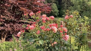 A garden with various plants and flowers, including pink roses and red foliage. - Appealing Apartment in Lenzkirch (Lenzkirch)