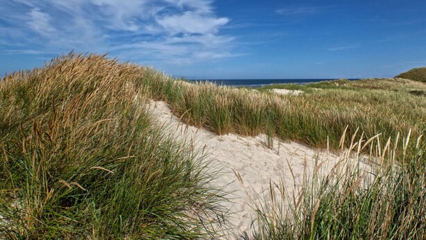 Un sentier sablonneux qui traverse un champ d’herbes hautes et mène à une plage.