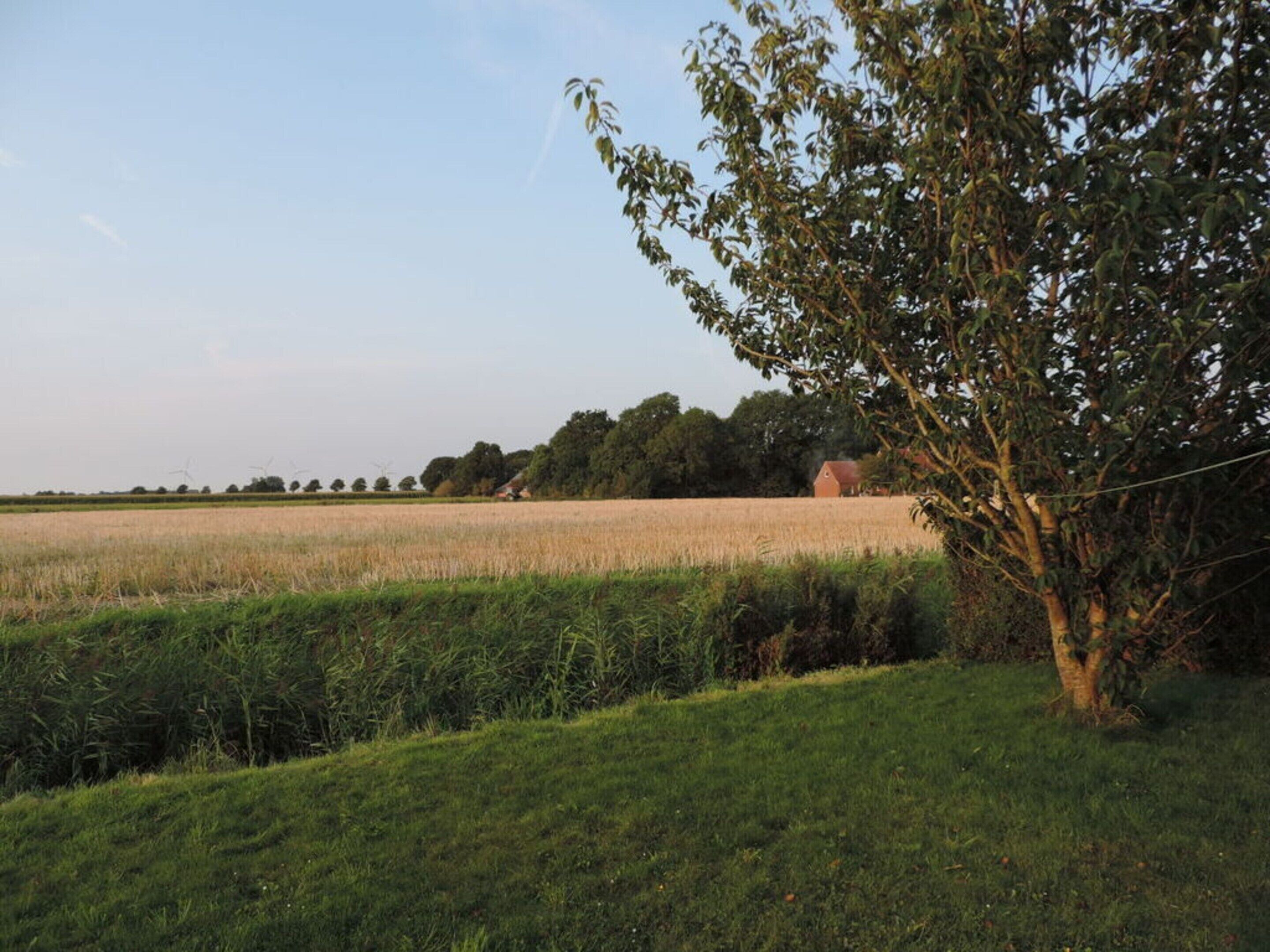 A rural landscape with a field, a tree, and a distant building.