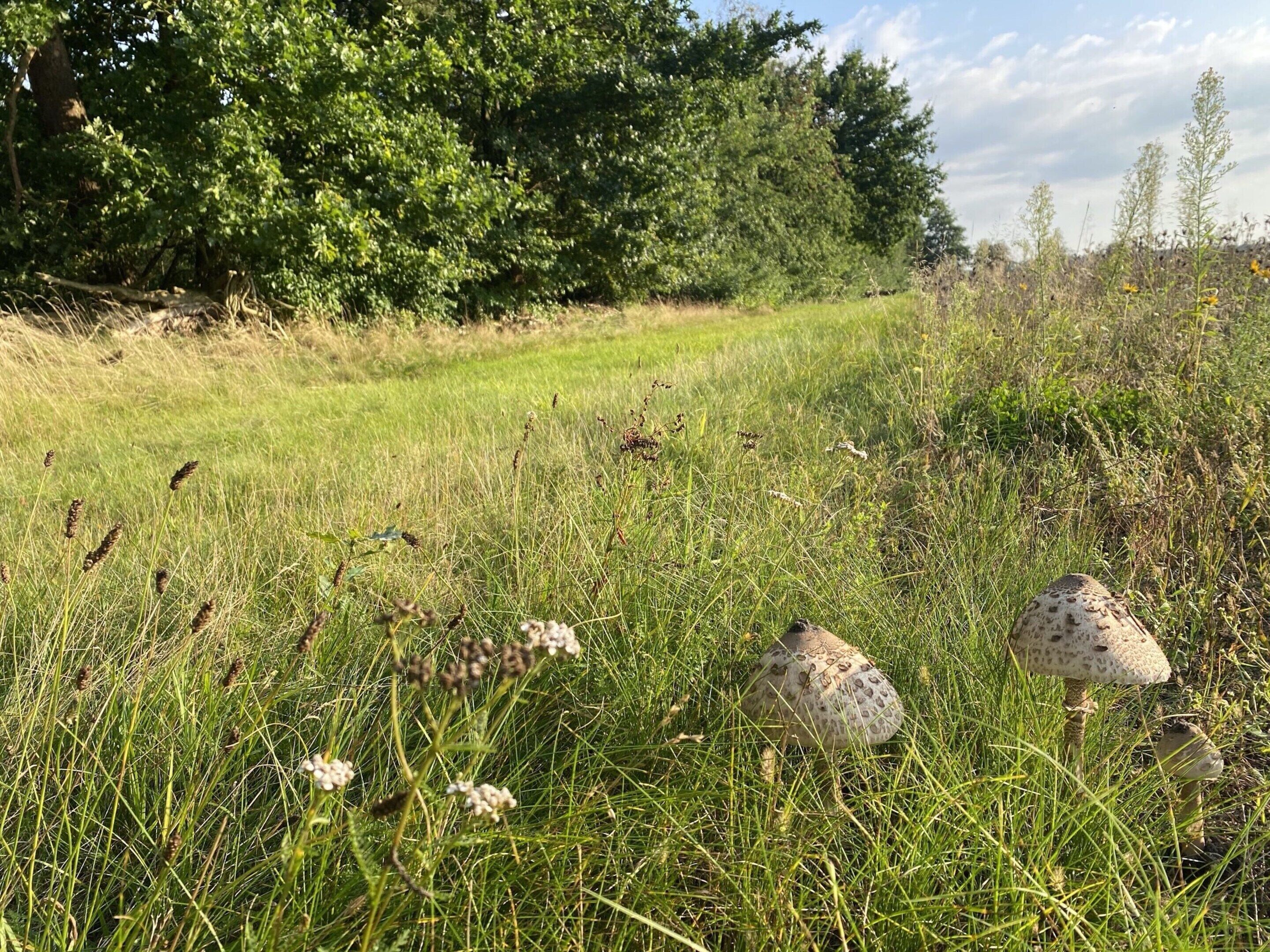 Un campo cubierto de hierba con setas dispersas y flores silvestres.