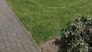 A well-maintained lawn with a hedge and a paved walkway. - Muller Comfortable Holiday Residence (Lutzkampen)