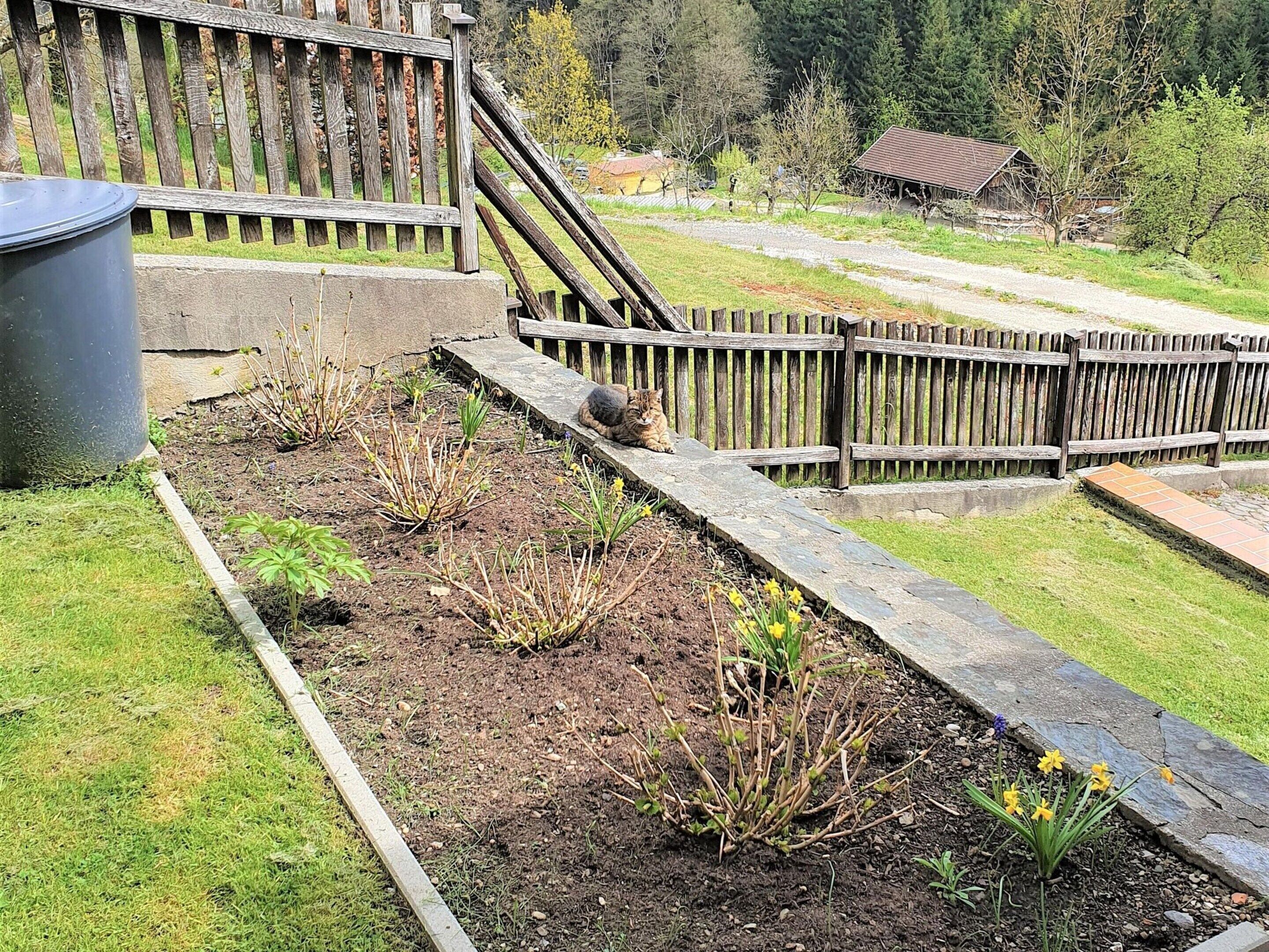 A garden with a wooden fence, a concrete path, and a small pond.