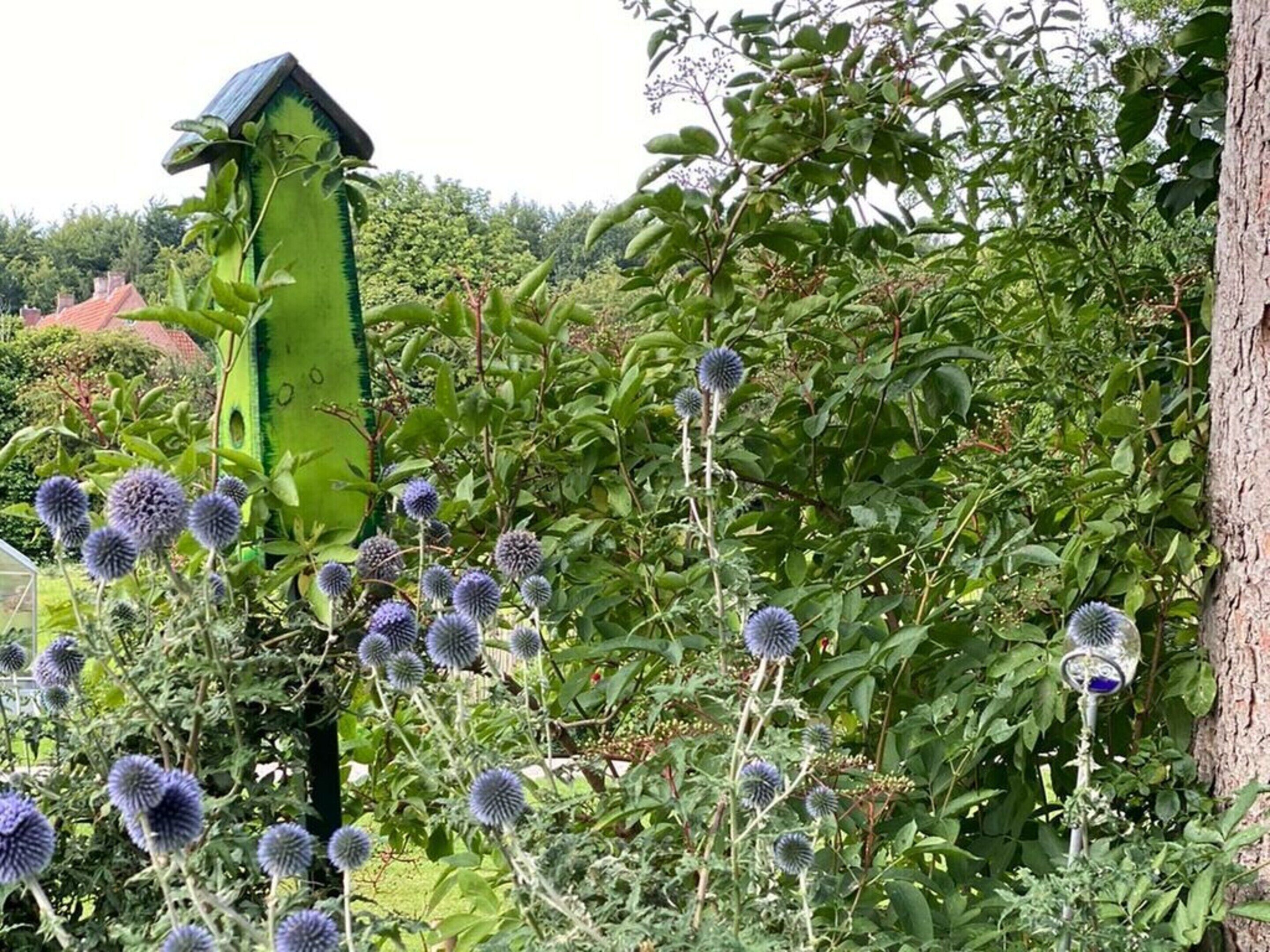 A garden with thistle plants and a green birdhouse.