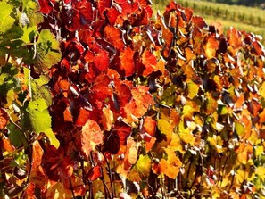 Un vignoble où s'alignent des rangées de vignes chargées de raisins mûrs et aux couleurs vives.