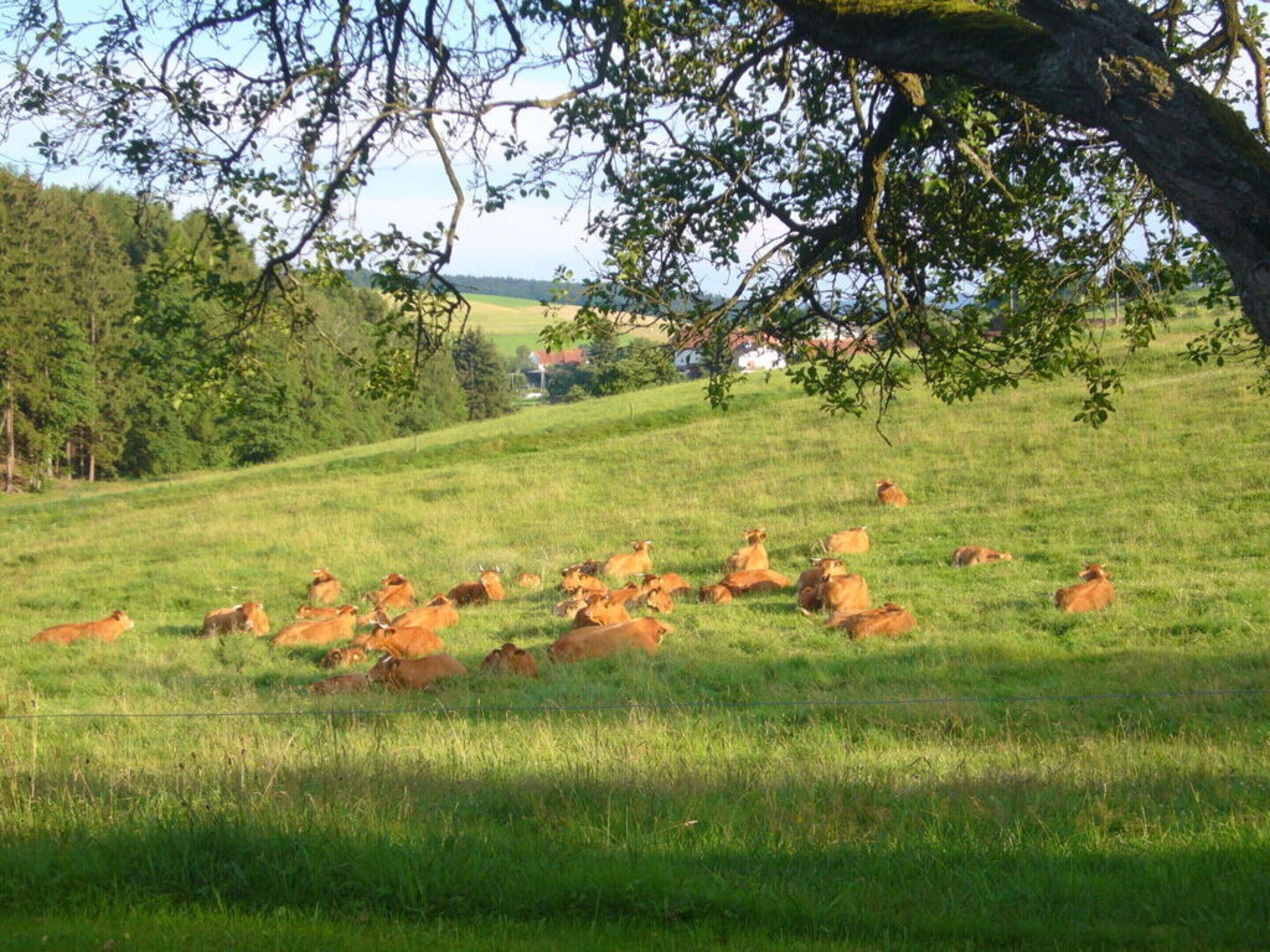 A grassy field with cows grazing, surrounded by trees and a distant view of houses.