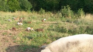 Un cerdo pastando en un campo de hierba con árboles al fondo.