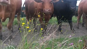 Un grupo de vacas en un área cercada, con algunas flores amarillas en primer plano.